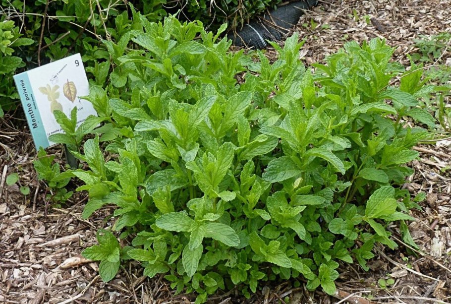 Мята Полевая, Мелисса (лимонная мята, не перечная)