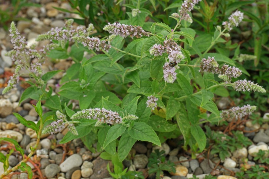 Мята перечная