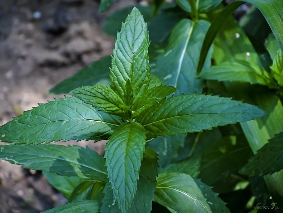 Peppermint Pfefferminze мята