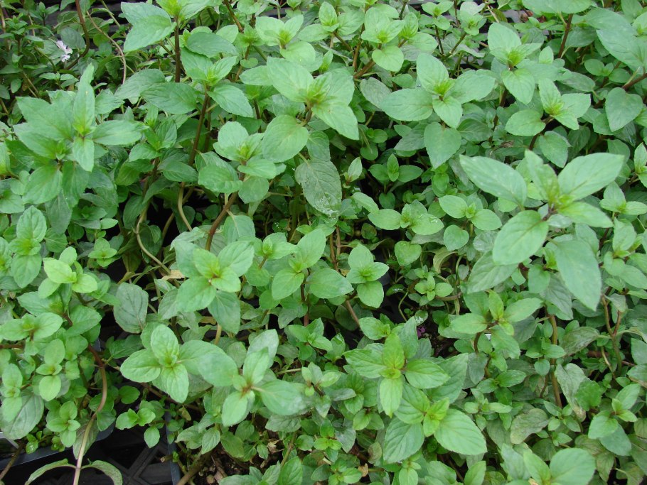 Я люблю мяту