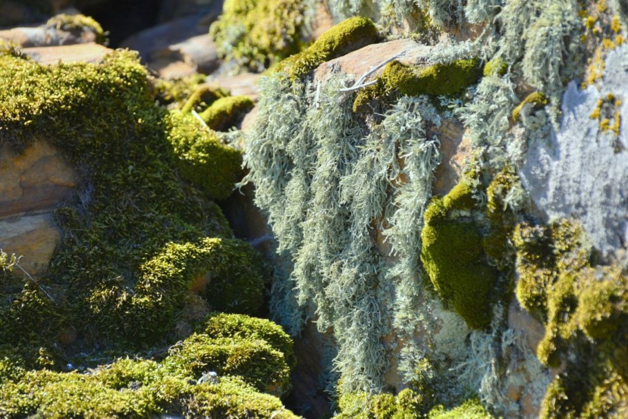 Лишайники Roccellaceae