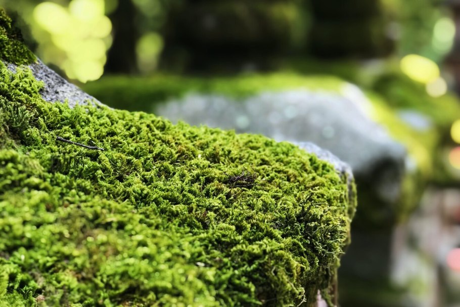 Лесной мох сфагнум