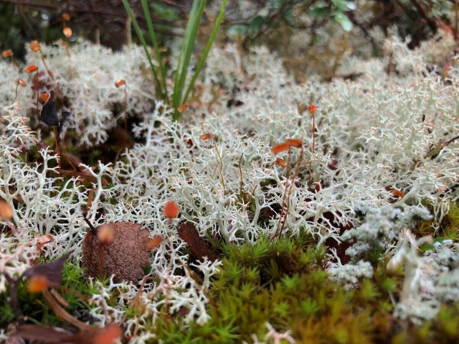 Мох на Камне