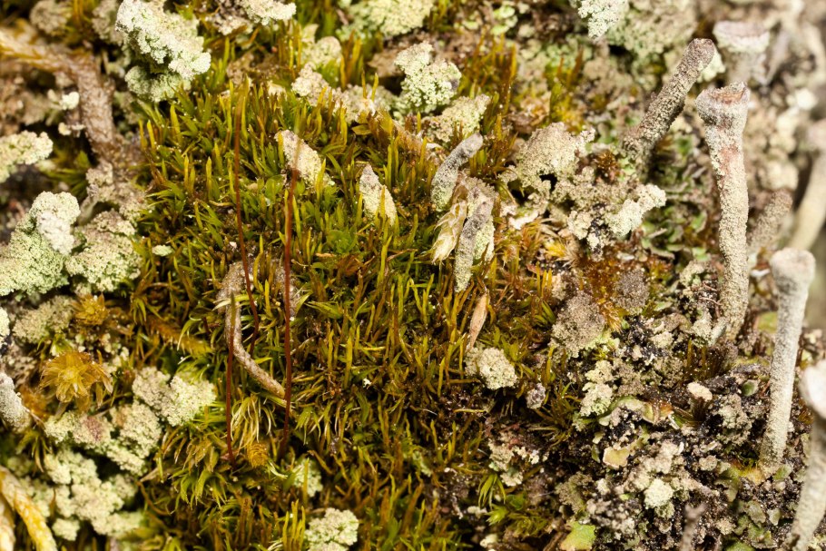 Дикранум мох