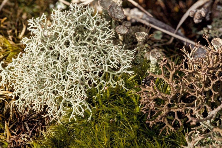 Кунашир замшелый лес