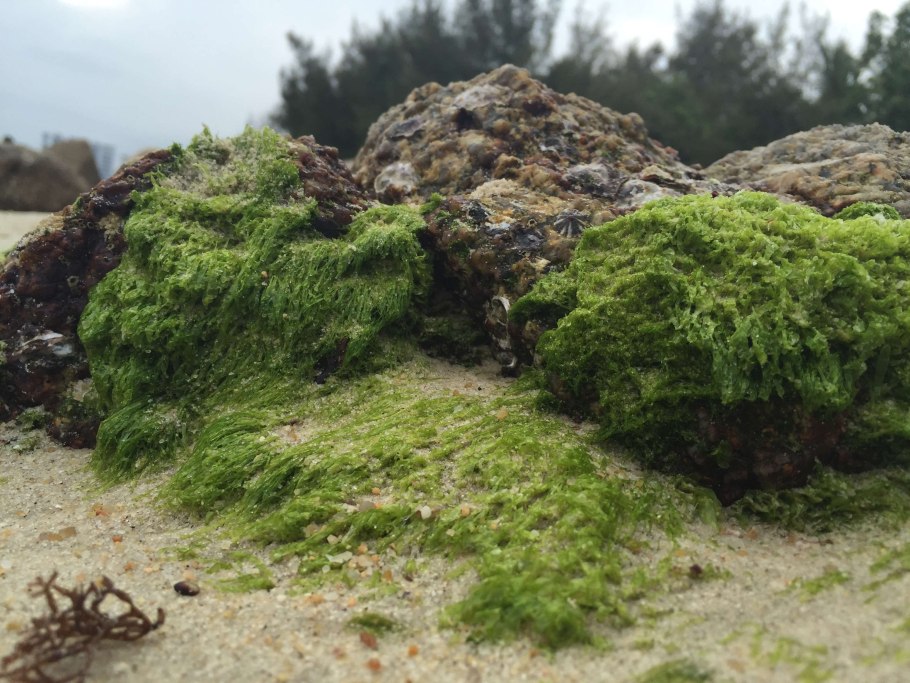 Dicranum viride рис.