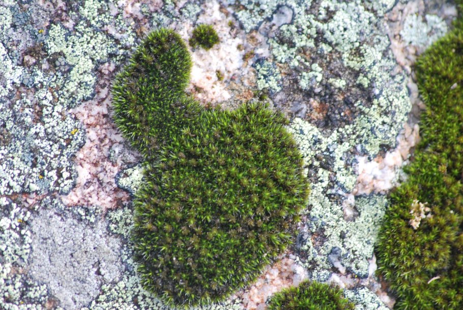 Grimmia pulvinata