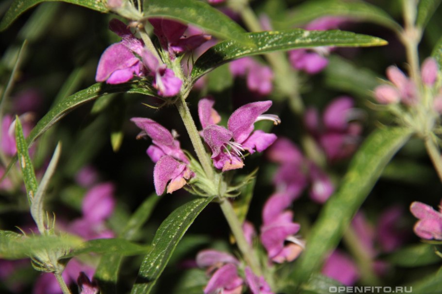 Зопник Рассела / Phlomis russeliana