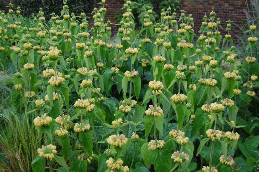Зопник клубненосный (Phlomis tuberosa)