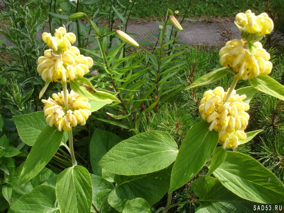 Зопник (Phlomis)
