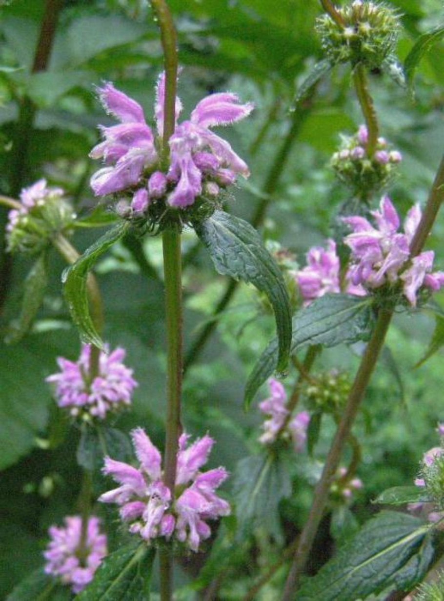 Зопник клубненосный (Phlomis tuberosa)