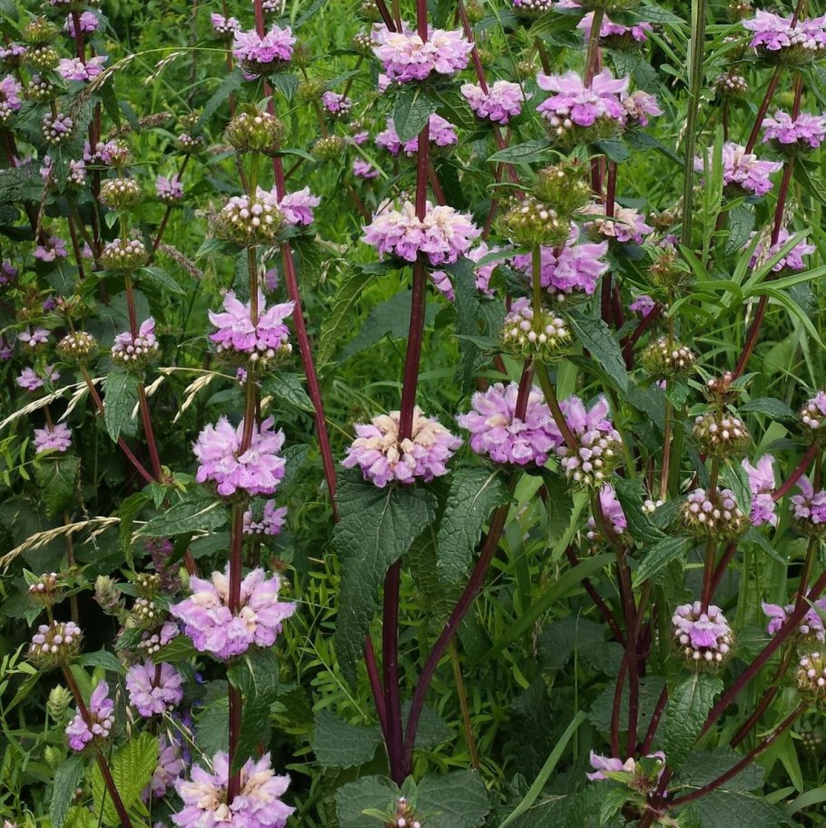 Зопник клубненосный (Phlomis tuberosa)