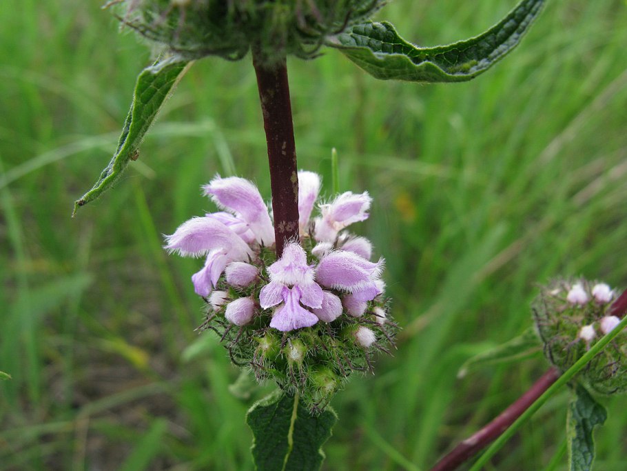 Phlomis tuberosa