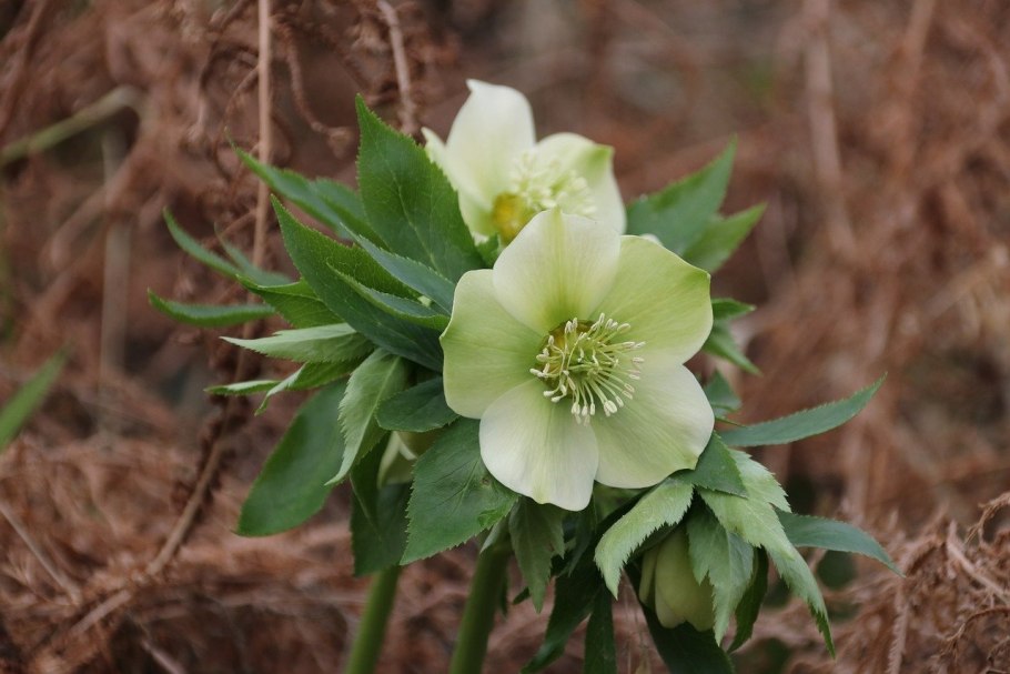 Морозник (Helleborus) кавказский