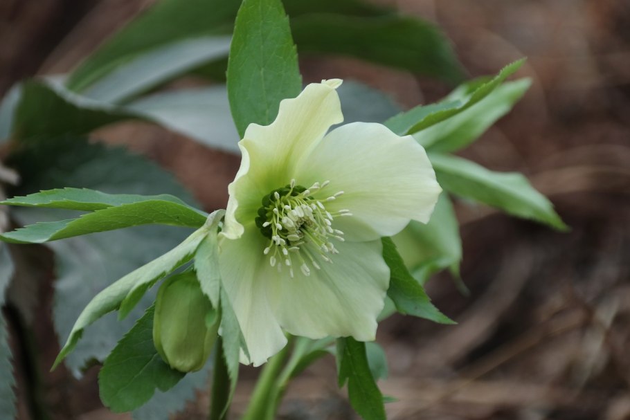 Морозник (Helleborus) кавказский