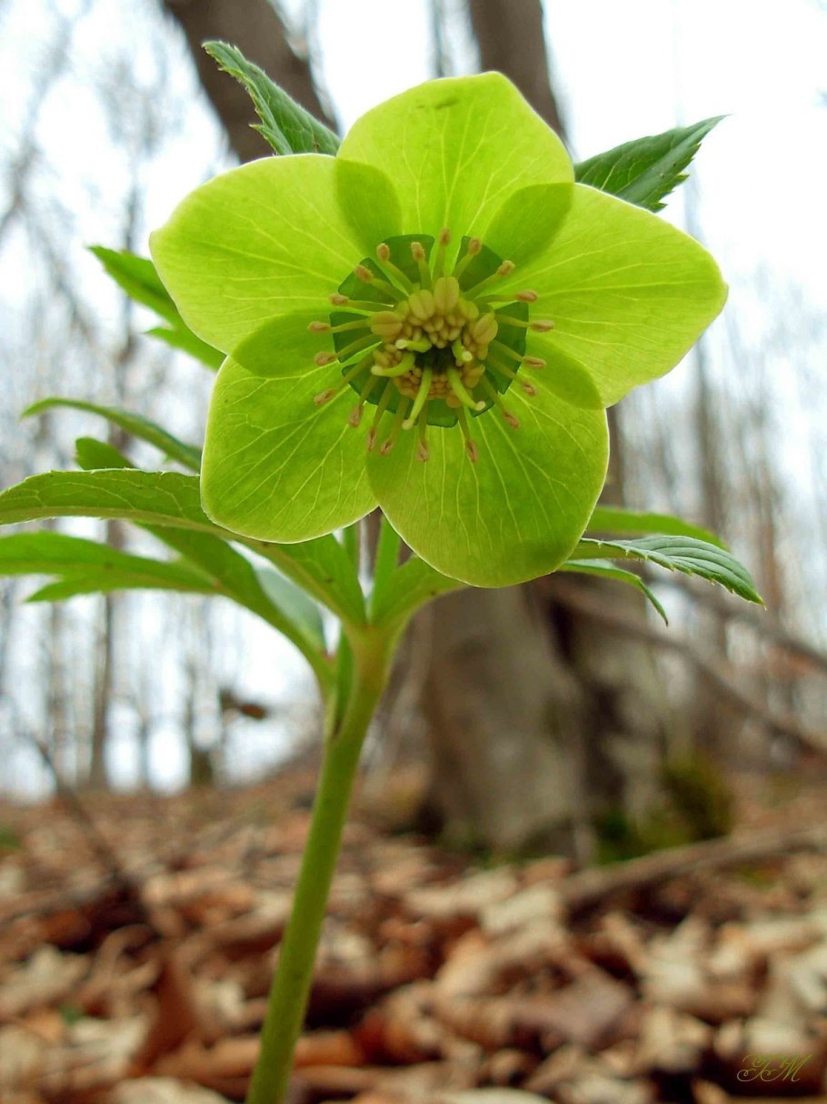 Морозник (Helleborus) кавказский