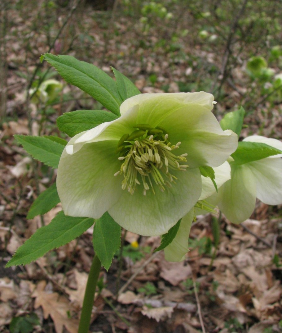 Морозник (Helleborus) кавказский