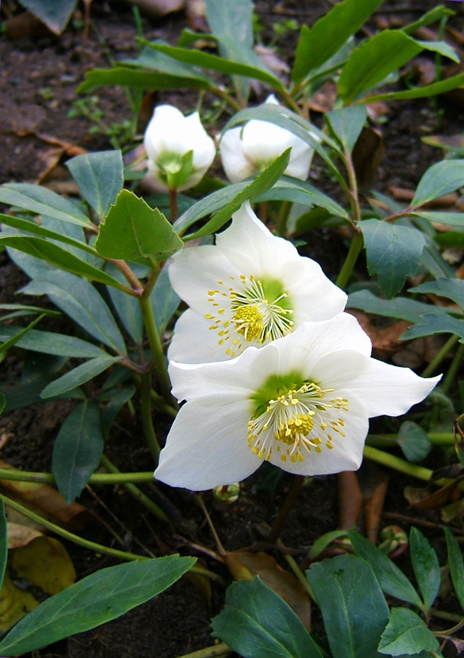 Морозник (Helleborus) кавказский