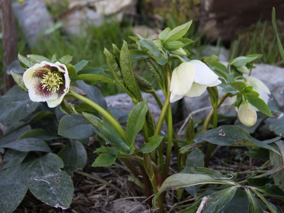 Морозник Helleborus