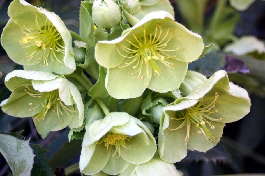 Морозник кавказский (Helleborus caucasicus)