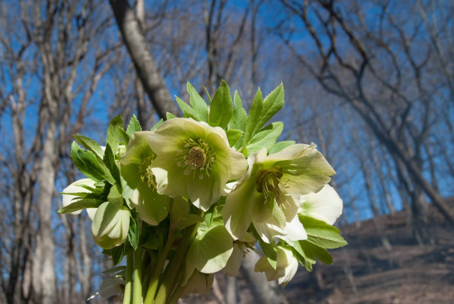 Морозник (Helleborus) кавказский