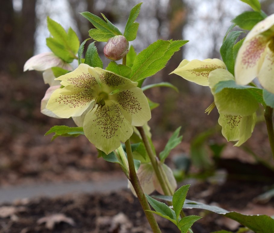 Морозник белый