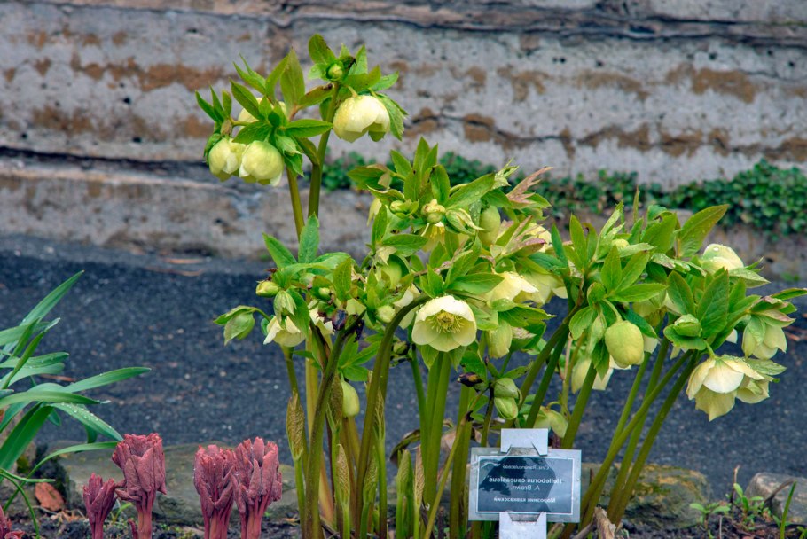 Helleborus argutifolius