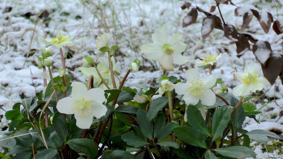 Helleborus ×nigercors 'emma'