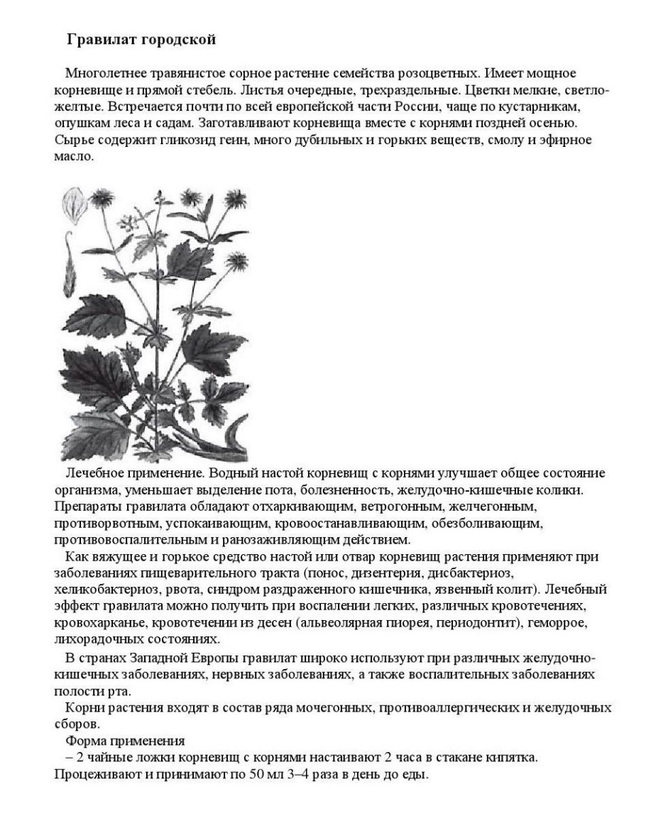 Гравилат Алеппский плод