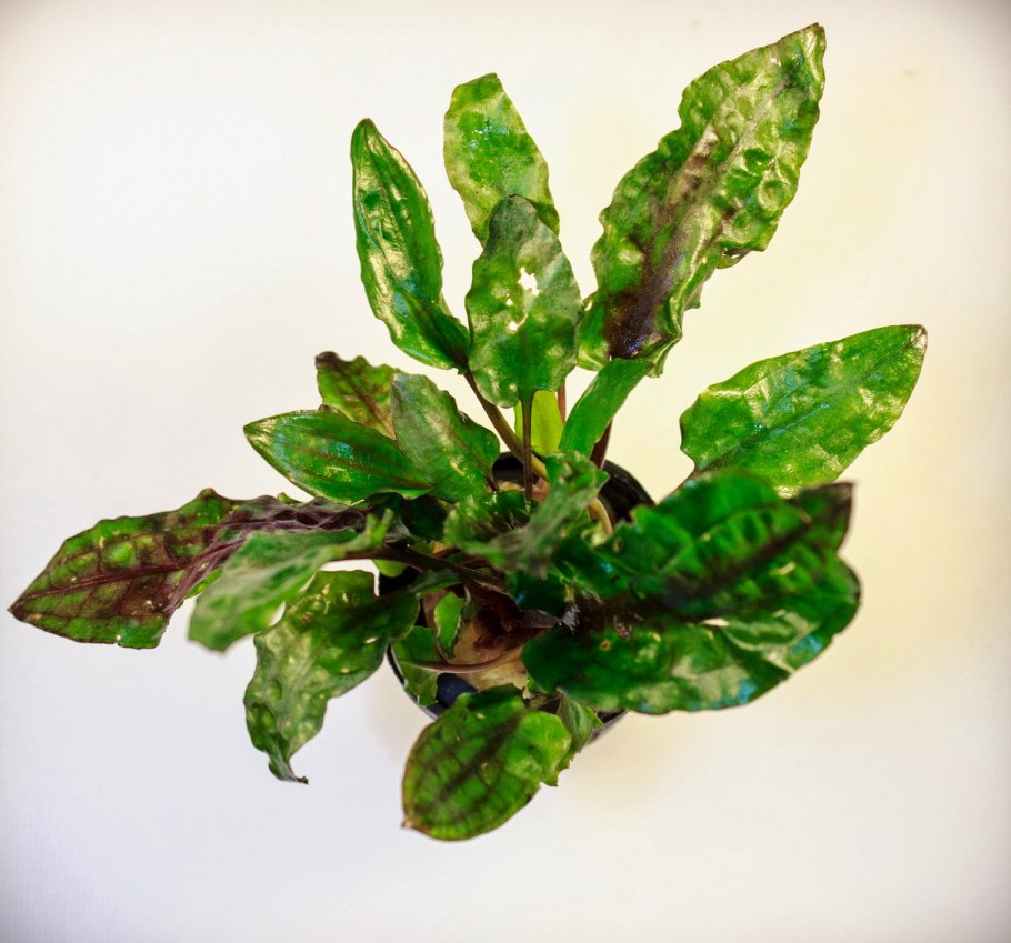 Cryptocoryne Лютея
