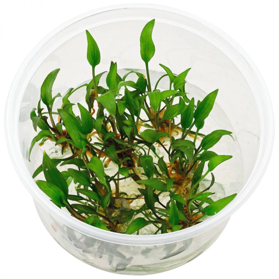 Криптокорина lutea