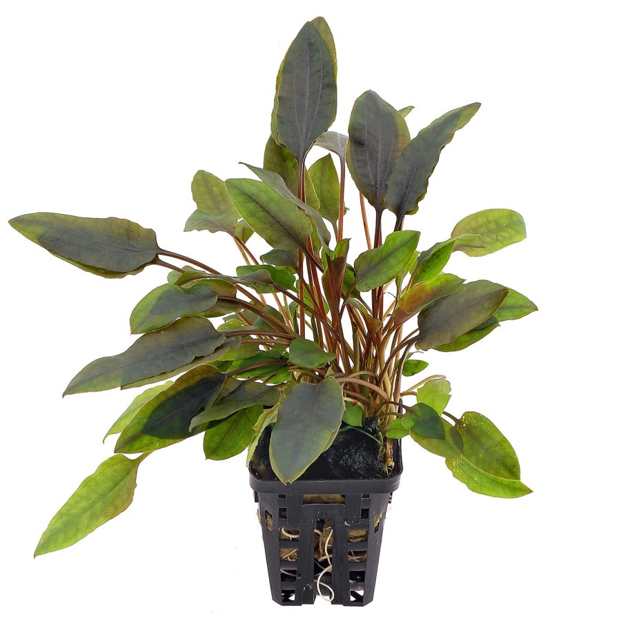Cryptocoryne walkeri «lutea»