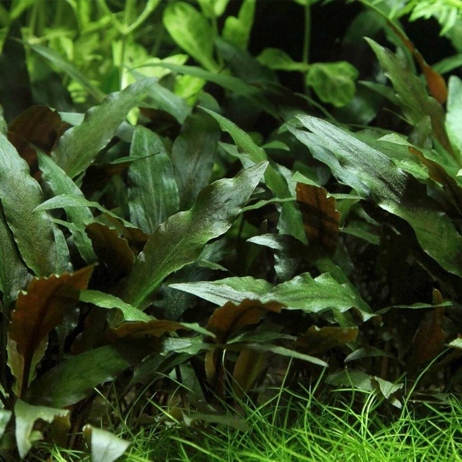 Cryptocoryne lucens