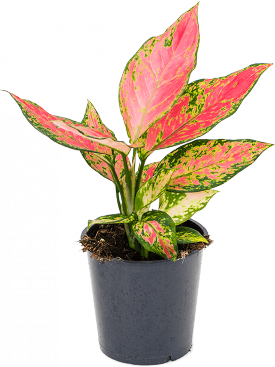 Аглаонема Эвергрин