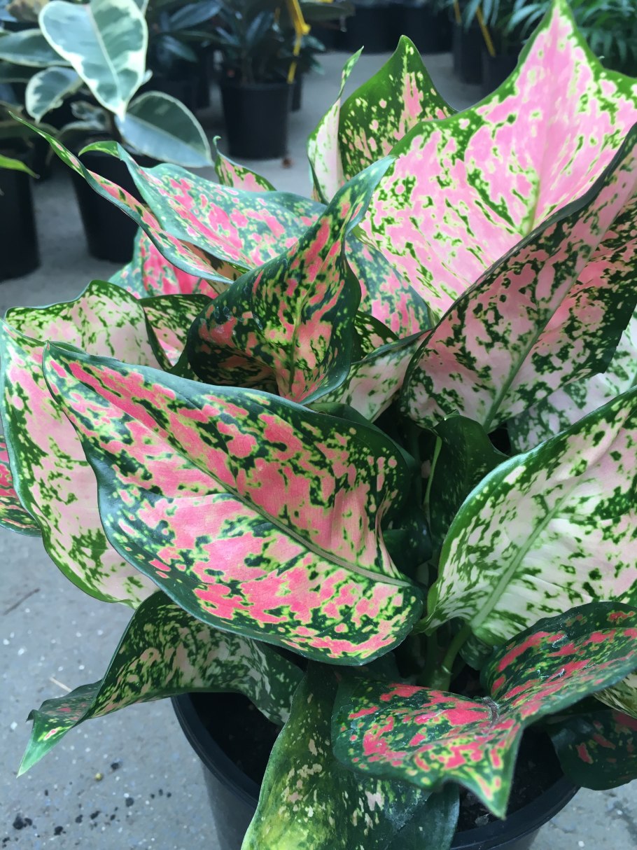 Аглаонема ред Грин