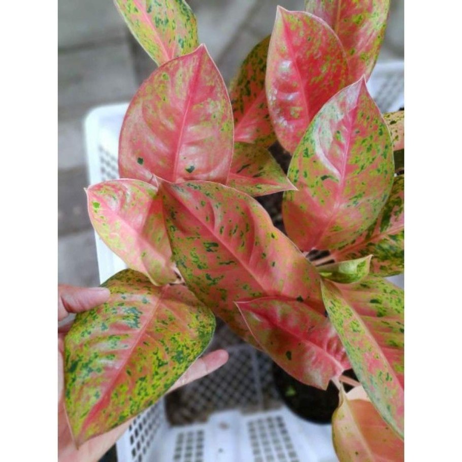 Аглаонема Блэк марун