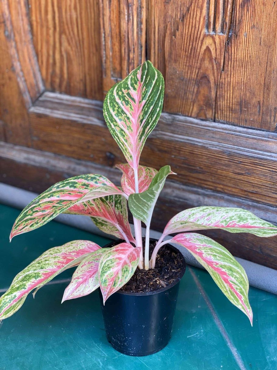 Аглаонема маранта