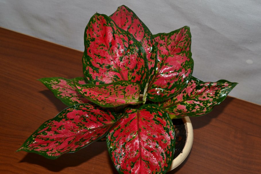 Аглаонема Суприм