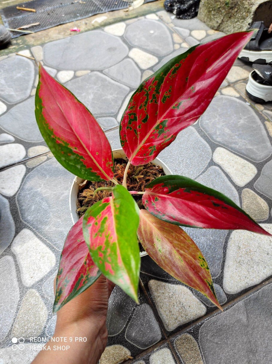 Аглаонема цветок