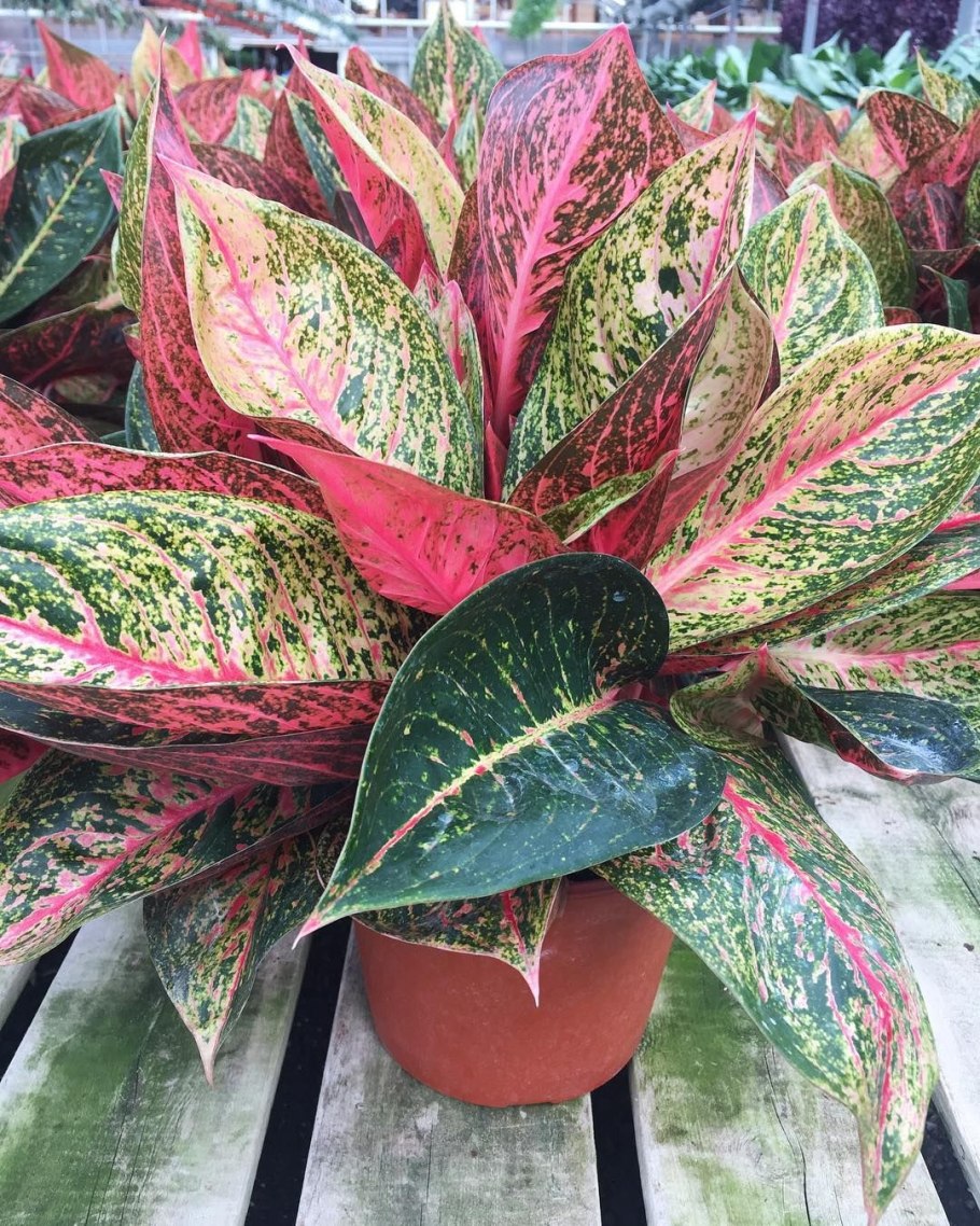 Аглаонема махараджи