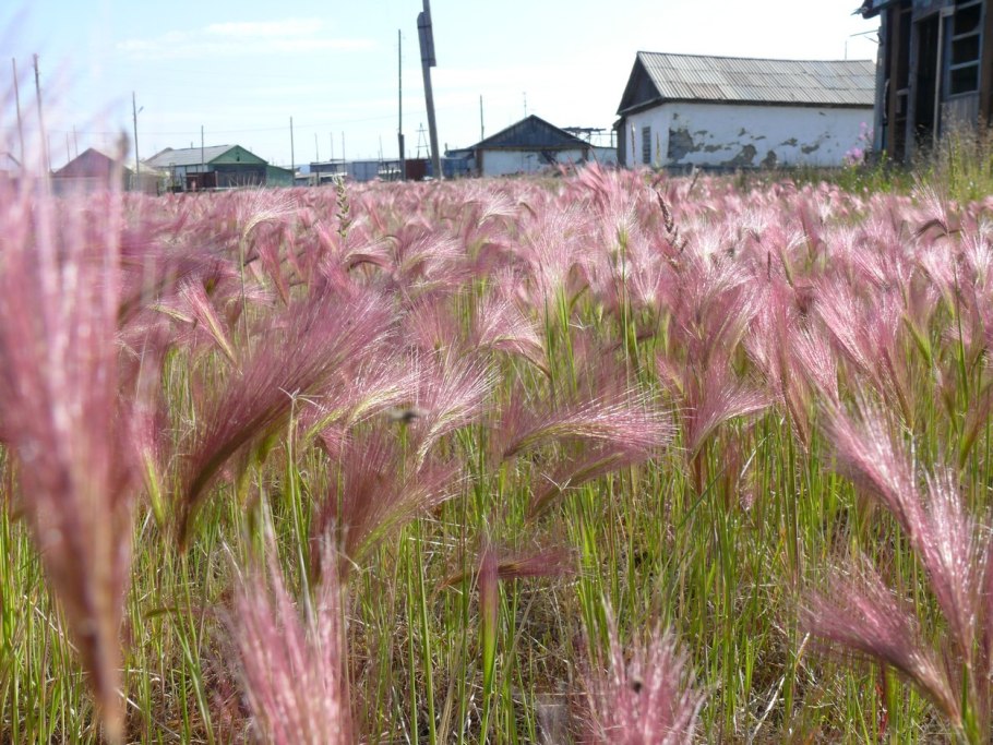 Ковыль ячмень гривастый (Hordeum jubatum)