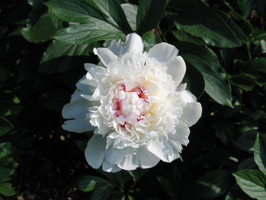 Пион Феликс Краузе