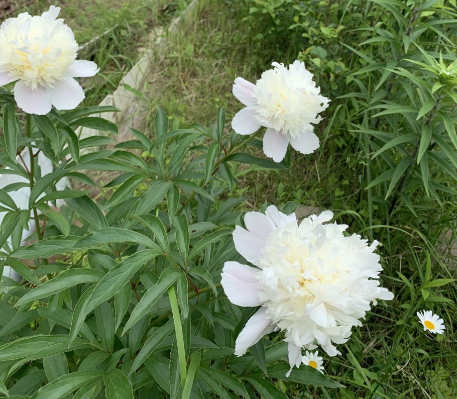 Пион травянистый Кэрол