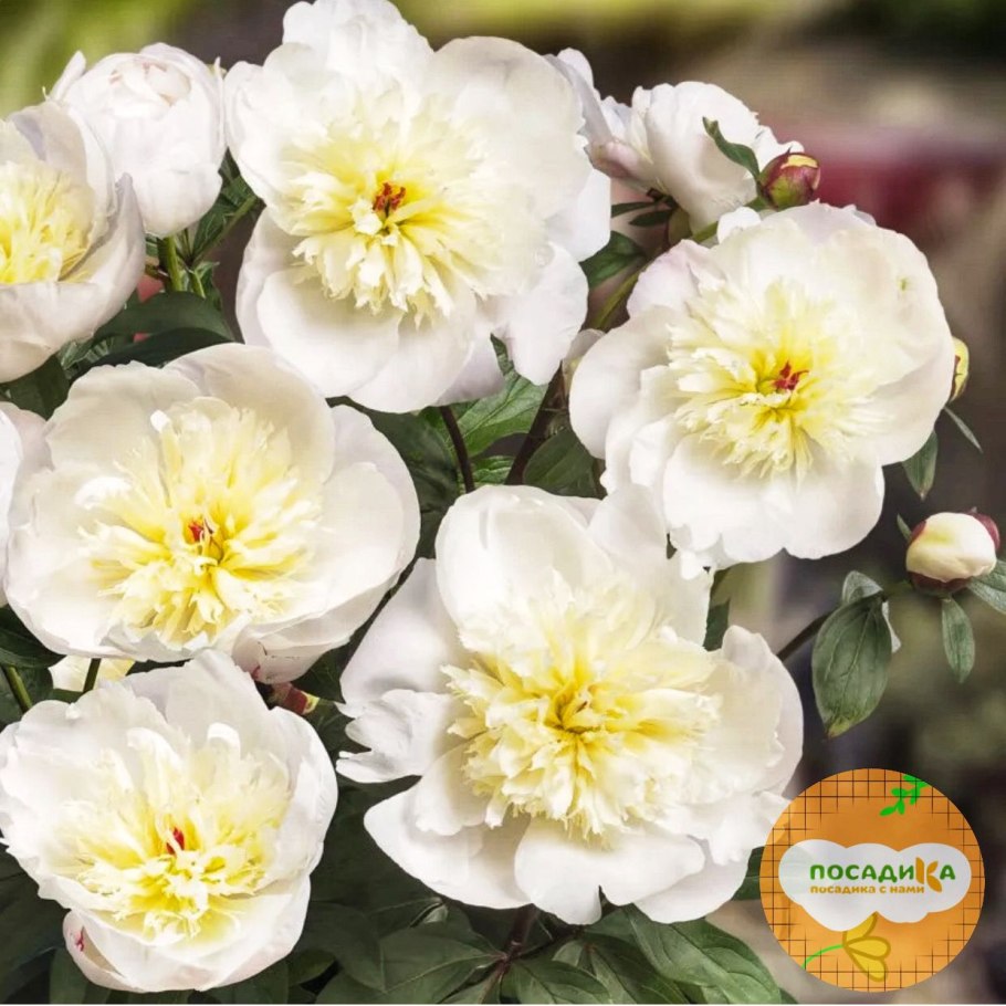 Пион молочноцветковый Паула Фэй