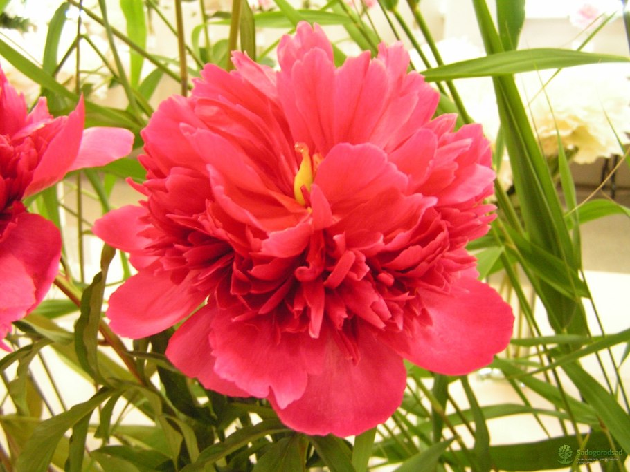 Пион сорт Сара Бернар