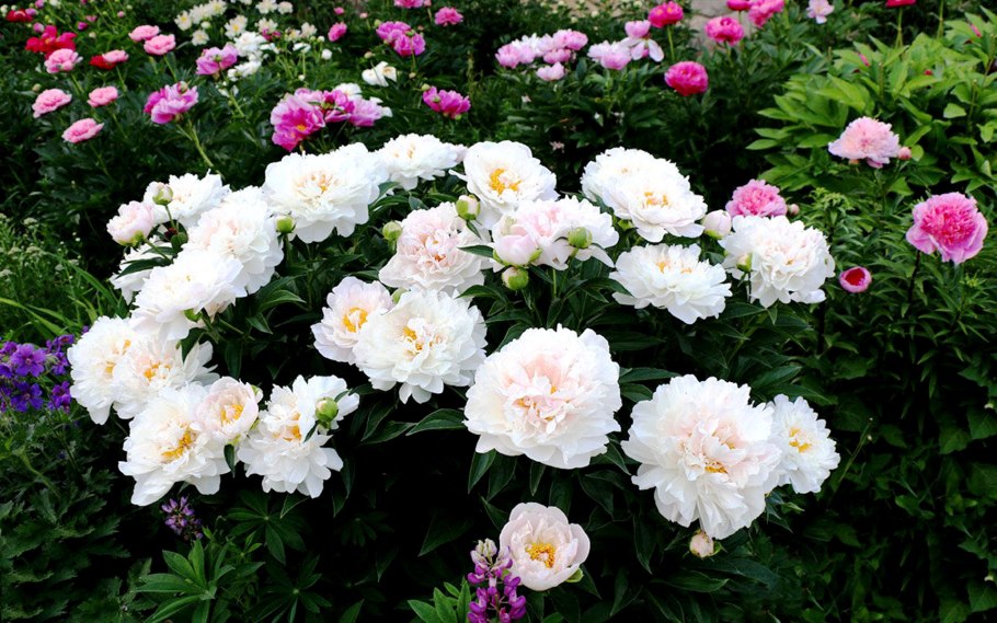 Пион Ито скрамдидлеймпчиоз