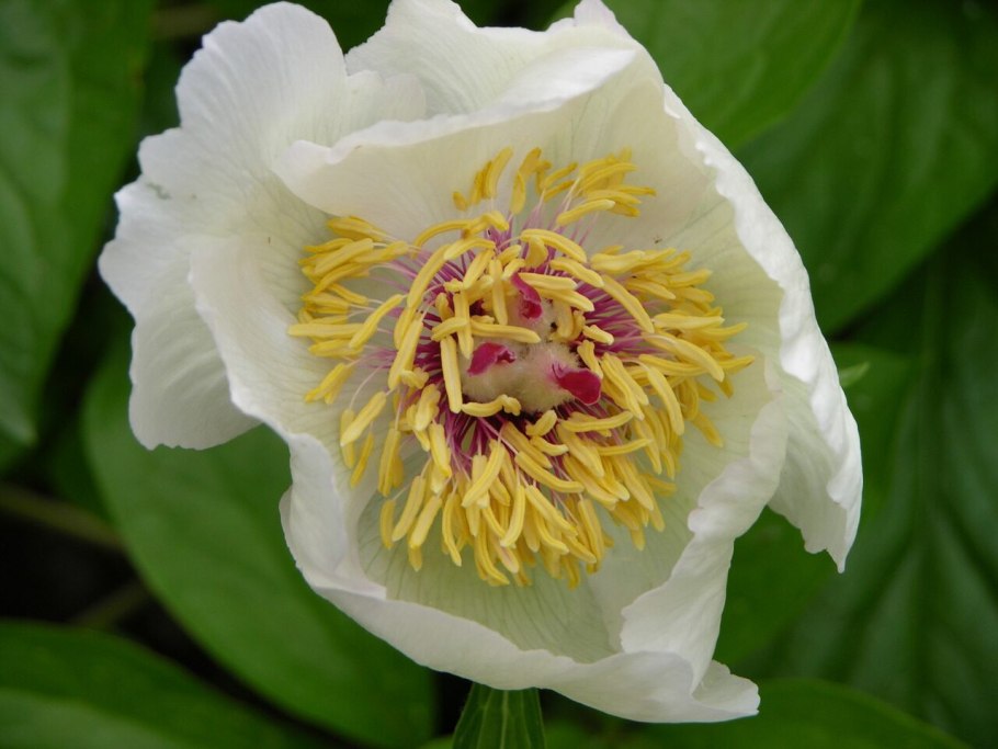 Пион молочноцветковый Avalanche (Аваланш)