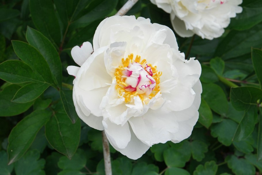 Пион травянистый Иммакуле