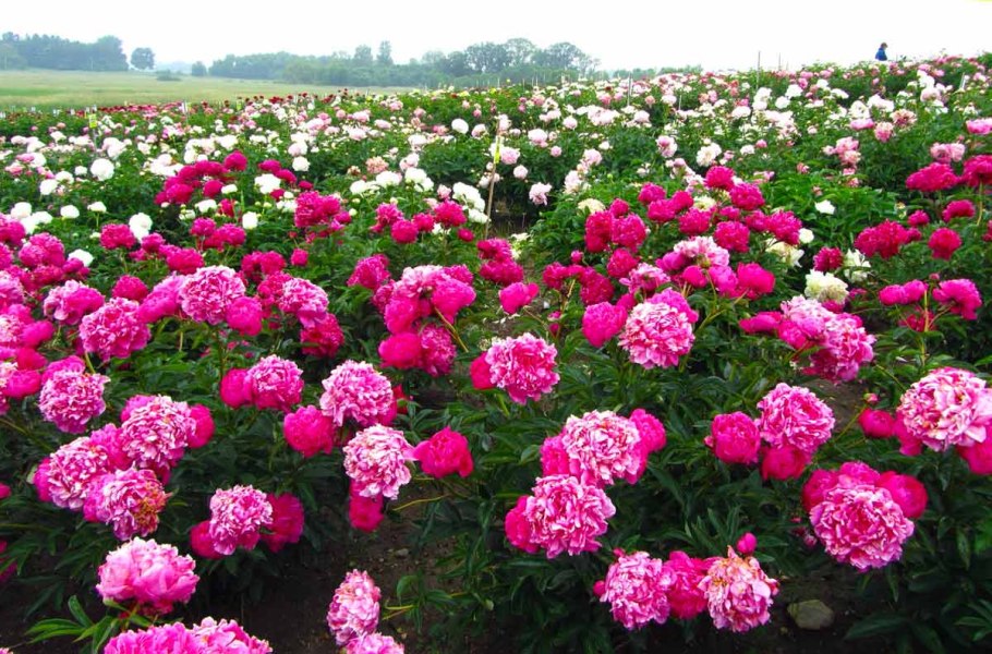 Lactiflora пион молочноцветковый