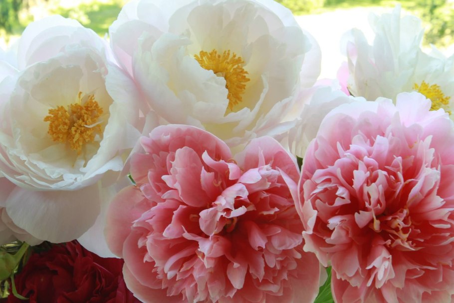 Японские белые пионы